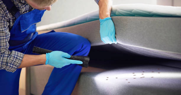 Best Ant Control Services  in Paincourtville, LA
