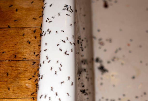Best Pest Prevention Services  in Paincourtville, LA