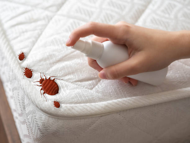 Flea Control Services in Paincourtville, LA