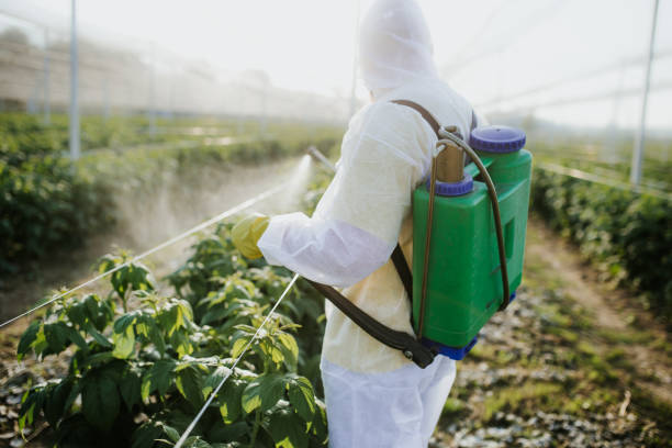 Best Emergency Pest Control  in Paincourtville, LA
